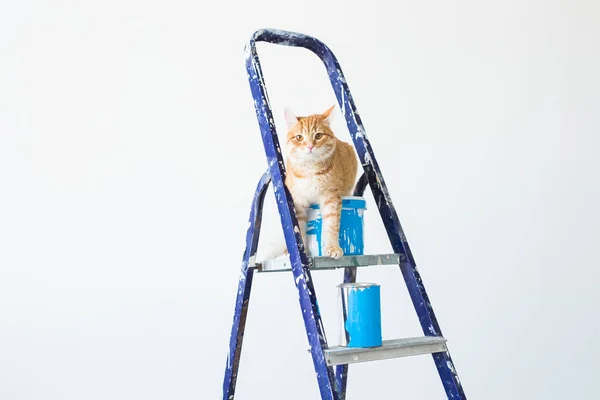 Repair, painting the walls, the cat sits on the stepladder. Funny picture with copy space — Stock Photo, Image