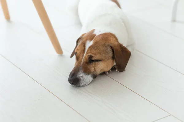 Zwierzę, koncepcja psa-Sad Jack Russel pies leżący pod krzesłem — Zdjęcie stockowe