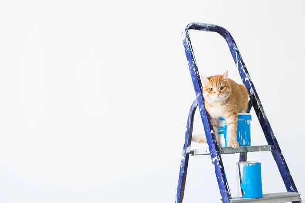 Reparatie, schilderen van de muren, de kat zit op de trapladder. Grappig beeld met kopie ruimte — Stockfoto