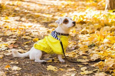 Jack Russell Terrier 'ın sonbaharda yapraklı hâli inanılmaz. Evcil hayvan ve köpek kavramı.