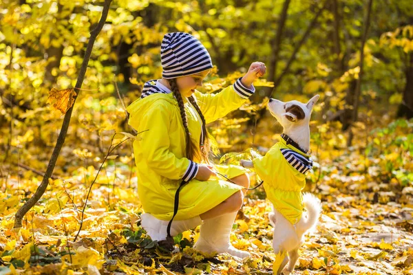 가을 숲에서 개와 놀고 있는 어린 소녀. 어린이와 잭 시골 어슬렁 테리어 개. — 스톡 사진