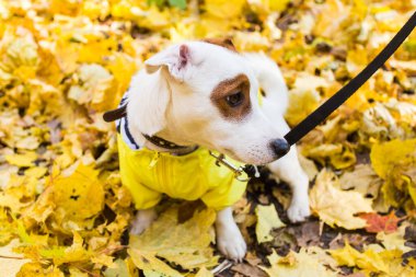 Jack Russell Terrier 'ın sonbaharda yapraklı hâli inanılmaz. Evcil hayvan ve köpek kavramı.