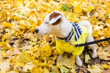 Jack Russell Terrier 'ın sonbaharda yapraklı hâli inanılmaz. Evcil hayvan ve köpek kavramı.