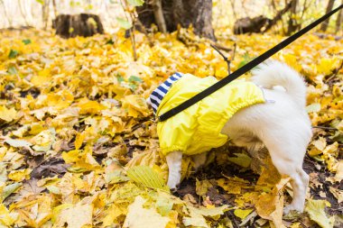 Jack Russell Terrier 'ın sonbaharda yapraklı hâli inanılmaz. Evcil hayvan ve köpek kavramı.