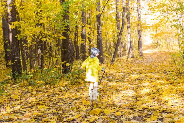 Retrato de uma menina em um fundo de laranja e folhas amarelas em um dia ensolarado outonal. Pequeno cachorrinho Jack Russell Terrier. Pet and child concept. Amizade. — Fotografia de Stock