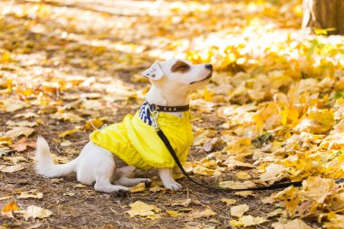 Jack Russell Terrier 'ın sonbaharda yapraklı hâli inanılmaz. Evcil hayvan ve köpek kavramı.