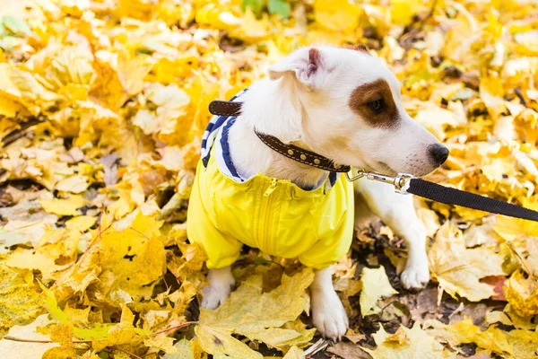 Erstaunlicher Jack Russell Terrier in Blättern im Herbst. Konzept für Hund und Haustier. — Stockfoto