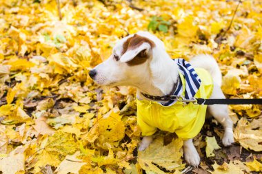 Jack Russell Terrier 'ın sonbaharda yapraklı hâli inanılmaz. Evcil hayvan ve köpek kavramı.