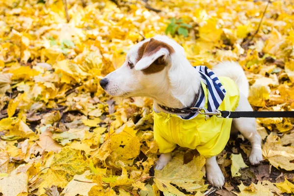 Jack Russell Terrier 'ın sonbaharda yapraklı hâli inanılmaz. Evcil hayvan ve köpek kavramı.