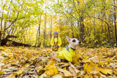 Sonbahar parkında Jack Russell Terrier ile oynayan bir çocuk. Çocuk ve Jack Russell Terrier köpeği.