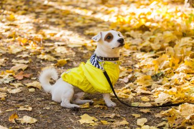 Jack Russell Terrier 'ın sonbaharda yapraklı hâli inanılmaz. Evcil hayvan ve köpek kavramı.