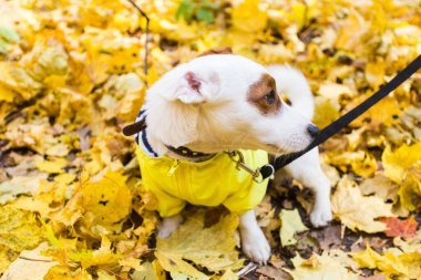 Jack Russell Terrier 'ın sonbaharda yapraklı hâli inanılmaz. Evcil hayvan ve köpek kavramı.
