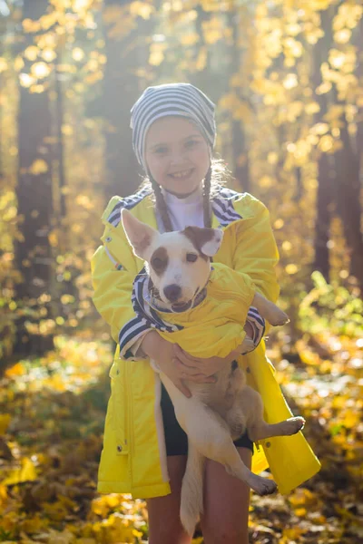 Dítě si hraje s Jackem Russellem Terrierem v podzimním lese. Podzimní procházka se psem, dětmi a pojetím domácího mazlíčka. — Stock fotografie