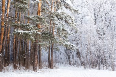 Mevsim ve doğa kavramı - Karda Kış Parkı