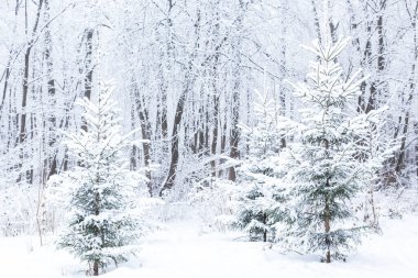 Mevsim ve doğa kavramı - Karda Kış Parkı
