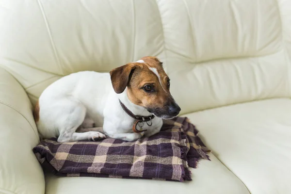 Close up jack russell terrier perro somnoliento bozal retrato en el cuadros — Foto de Stock