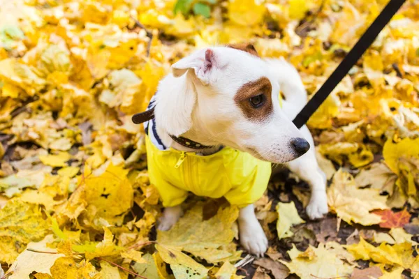 Erstaunlicher Jack Russell Terrier in Blättern im Herbst. Konzept für Hund und Haustier. — Stockfoto