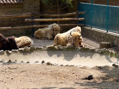 Bir grup bizon kuru zeminde dinleniyor. Toplu hayvan varlığı, korunma ve kapalı doğal ortamlarda güçlü otlayan memelilerin hayatta kalması.