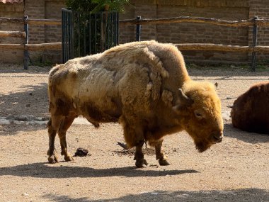 Bizon, güneş ışığı altında çitli bir alanda duruyor. Vahşi yaşamı koruma, güç ve kültürel sembolizm hem doğal hem de yönetilen ortamlarda otlayan hayvanların