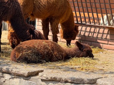 Kahverengi alpaka arka planda sürüyle birlikte samanların üzerinde dinleniyor. Hayvan yaşamı, rahatlama ve doğal dokusu ve kırsal çevresi olan tarım atmosferi.