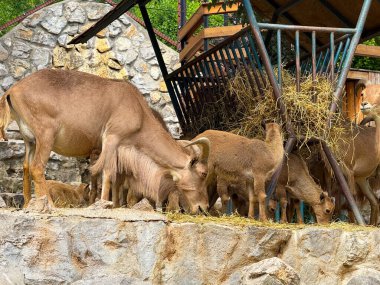 Bir grup Berberi koyun samanla besleniyor. Dağ düzensizleşiyor, sürü davranışları ve vahşi yaşamı koruma türleri.