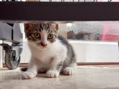 Kedi yavrusu mobilya tekerinin altında yerde oturuyor. Masumiyet, merak ve evcil hayvan yaşam tarzı. Kapalı alandaki evcil hayvan detaylarıyla birlikte.
