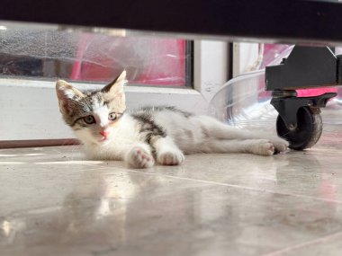 Kedi yavrusu güneş ışığında mobilya tekerleğinin yanında yerde yatıyor. Rahatlama, masumiyet, ve evcil hayvan yaşam tarzı sakin bir ev ortamında ve gençlik detaylarıyla