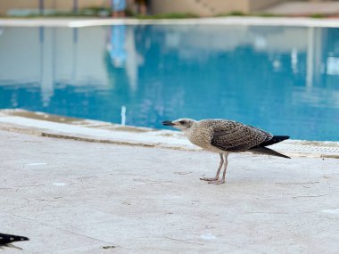 Yavru martı, taş yüzeyde havuz kenarında duruyor. Yaz turizm ortamı ve doğa perspektifi ile yaban hayatı, gözlem ve doğa yaşam tarzı