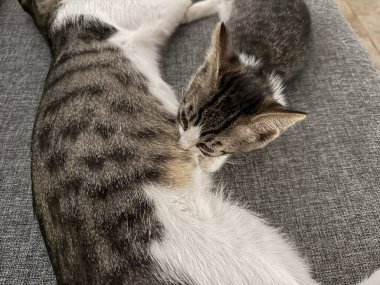 Evde gri bir kanepede dinlenirken anne kedisinden emziren bir kedi yavrusu. Evcil hayvanlarda aile bağı, şefkat ve doğal hayvan davranışları.