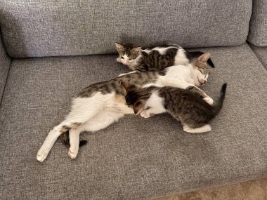 Birçok kedi yavrusu kapalı bir ortamda gri bir kanepede birlikte dinlenir. Ev yaşamında evcil konfor, şefkat ve hayvanların erken yaşam aşamaları