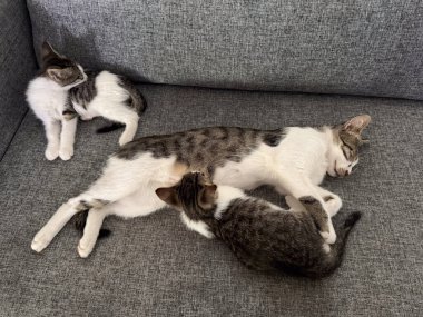 Anne kedi kanepede dinlenirken kediler de onun etrafında sakin bir yerde beslenip oynuyorlar. Aile bağı, evcil hayvanların günlük hayatta yetiştirilmesi ve yakınlığı