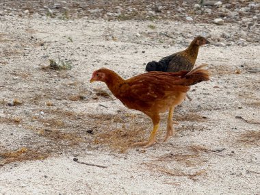 İki tavuk kuru zeminde duruyor ve kırsal alanda kayalar ve toprakla besleniyor. Kırsal alanda kümes hayvanları, tarım ve evcil kuş yaşamı