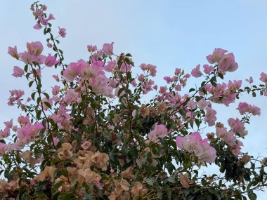 Bougainvillea çiçekleri açık havada açık mavi gökyüzüne karşı kümeler halinde çiçek açarlar. Doğal çevrede tropikal bitki örtüsü, güzellik ve mevsimlik bitki örtüsü