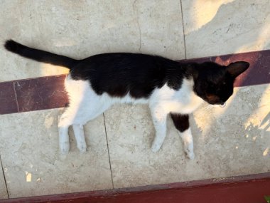 Siyah beyaz kedi, bir otelin yakınında güneş ışığında yerde yatıyor. Tatil ortamında dinlenme, dinlenme ve hayvan varlığı.