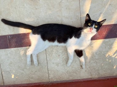 Siyah beyaz kedi, bir otelin yakınında güneş ışığında yerde yatıyor. Tatil ortamında dinlenme, dinlenme ve hayvan varlığı.