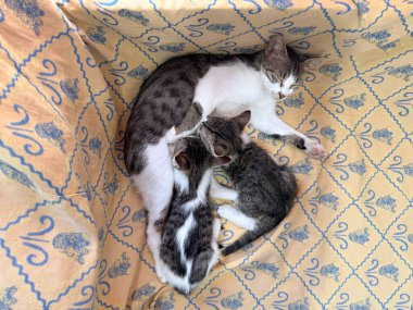 Anne kedi desenli kumaşın üzerinde yatarken iki yavruyu emziriyor. Günlük çevrede aile bağı, bakım ve hayvan yaşamı.