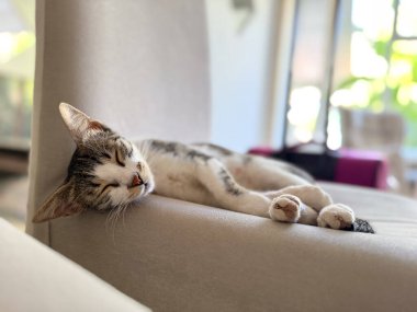 Kedi, yumuşak yastıklı gri kanepede uyuyor. Sakin bir ev ortamında ev sakinliği, konfor ve huzurlu bir yaşam tarzı.