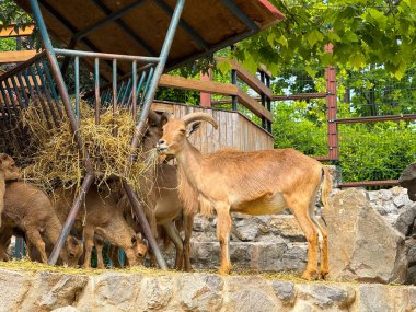 Saman yemliğinin başında duran berduş koyunlar. Dağ düzensizliği, boynuzlu memeliler ve vahşi yaşam türlerini koruma