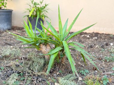 Dışarıda toprağa yakın büyüyen uzun yapraklı küçük yeşil bitki. Bahçecilik, ekoloji ve bitki örtüsü büyüme, tarım ve doğal çevre yoluyla temsil edilir.