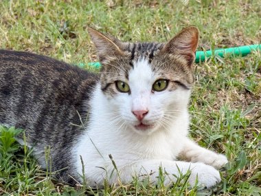 Beyaz ve tekir kedi çimlerin üzerinde uzanmış kameraya bakıyor. Evcil hayvan, doğa ve rahatlama açık hava yaşam tarzı, yeşillik ve hayvan varlığı ile temsil edilir.