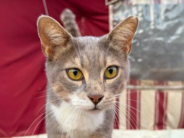Altın gözlü gri bir kedinin yakın plan portresi. Dikkat, detay ve kedi ifadesinin güzelliği