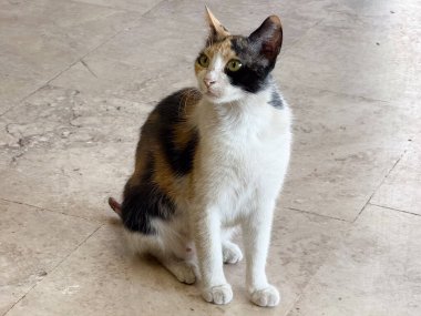 Yerde oturan üç renkli kedi. Hayvan varlığı, sakinlik ve günlük arkadaşlık.