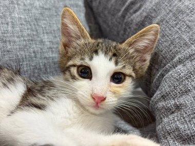 Evde yastıkları olan gri bir kanepede yatan kedi yavrusu. Evcil hayvan, evcil kedi, konfor, yaşam tarzı, rahatlama ve genç kedi dinlenme ortamı