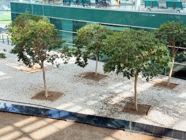 Modern bir havaalanında çakıl zemini ve doğal güneş ışığı olan kapalı alan ağaçları. Mimarlık, ekoloji ve yeşil manzaranın entegrasyonu ve yolcu bekleme alanları