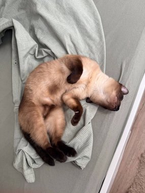 Siyam kedisi yatağa yerleştirilmiş çizgili bir gömleğin üzerinde kıvrılarak uyur. Dinlenme, rahatlık ve arkadaşlık ev atmosferini ve evcil hayvan ve insan arasındaki sakin bağı temsil eder.