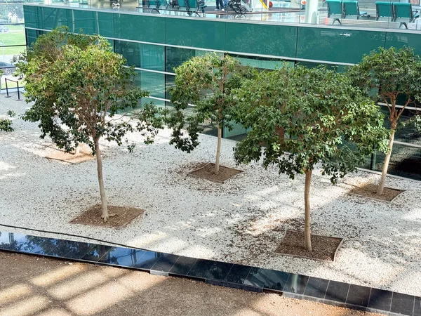 Modern bir havaalanında çakıl zemini ve doğal güneş ışığı olan kapalı alan ağaçları. Mimarlık, ekoloji ve yeşil manzaranın entegrasyonu ve yolcu bekleme alanları