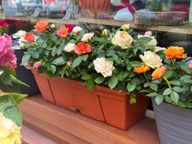 Çiçekçinin önündeki saksıda güller. Kentsel bahçe, mevsimlik dekorasyon ve çiçekçilik.