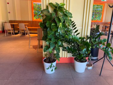 Kafenin içinde iki yeşil bitki var. Bahçıvanlık, ekoloji ve tarım doğa, yaşam tarzı ve açık hava dekorasyonu ile temsil edilir.