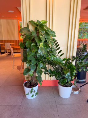 Kafenin içinde iki yeşil bitki var. Bahçıvanlık, ekoloji ve tarım doğa, yaşam tarzı ve açık hava dekorasyonu ile temsil edilir.