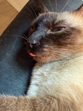 Sandalyeye uzanmış dili çıkmış siyam kedisi yakınlaşması. Evcil hayvan, evcil hayvan yaşam tarzı ve refah, mizah ve ev neşesini sembolize eden arkadaşlık.